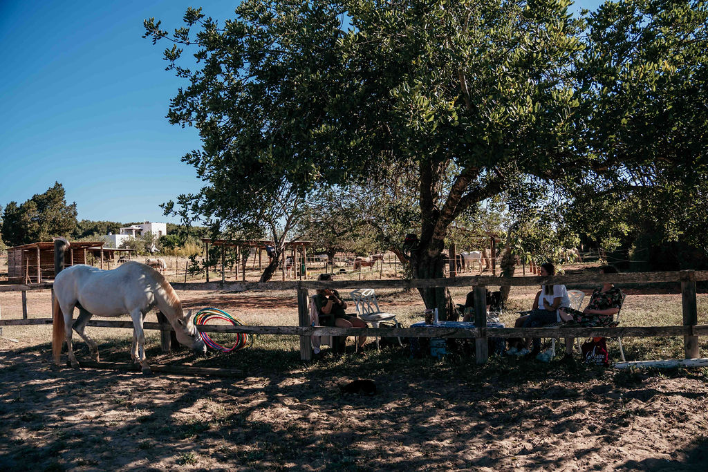 Dry stone, pines and the carob tree where the group sits between sessions.