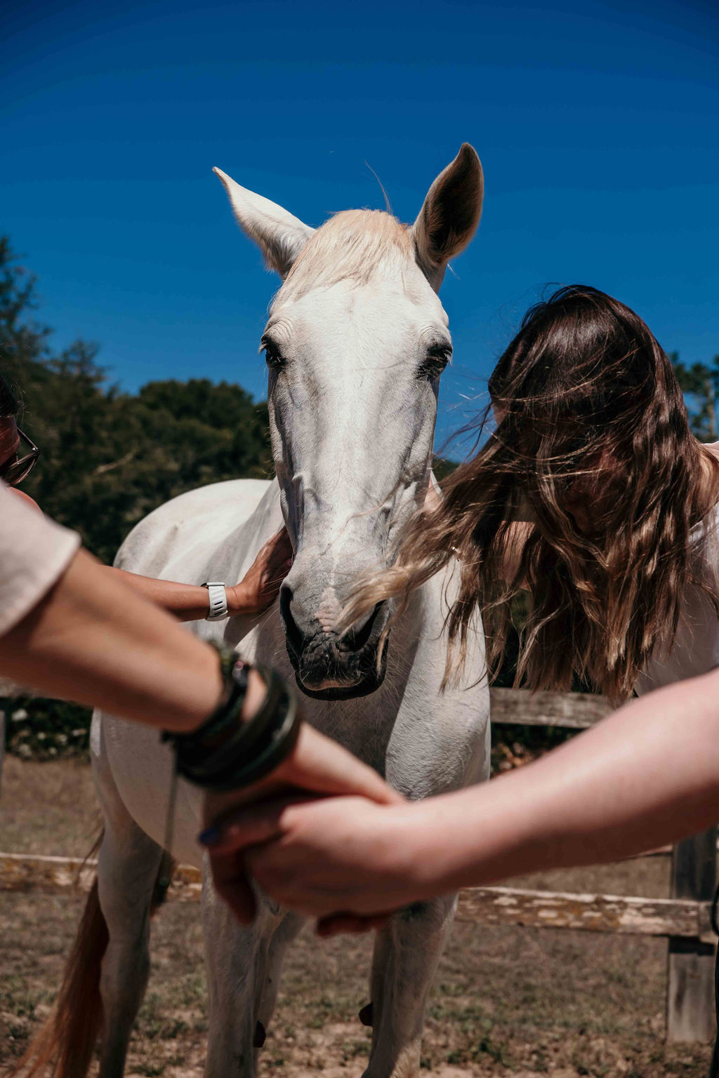A close moment between participants and one of the horses — no tack, no riding.